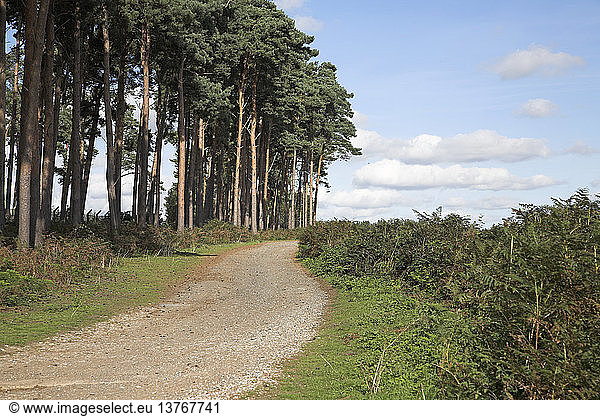 Nadelbäume und Kumuluswolken  Landschaft Suffolk Sandlings  Suffolk  England