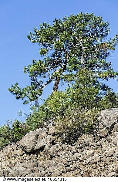 Nadelbäume und Trockenheit im Iruelas-Tal in der Sierra de Gredos. Avila. Spanien. Europa.