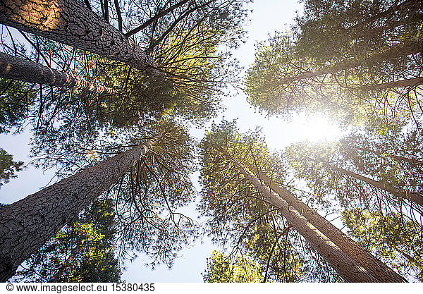 Nadelbäume von unten gesehen  Yosemite National Park  Kalifornien  USA