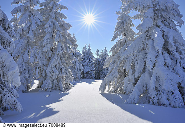 Nadelbaum  bedecken  Baum  Deutschland  Schnee  Sonne  Thüringen