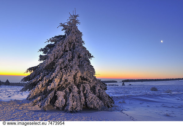 Nadelbaum  bedecken  Baum  Morgendämmerung  Bayern  Deutschland  Schnee