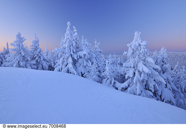 Nadelbaum  bedecken  Baum  Morgendämmerung  Deutschland  Schnee  Thüringen