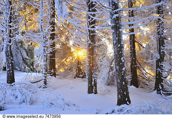 Nadelbaum  bedecken  Baum  Sonnenaufgang  Bayern  Deutschland  Schnee