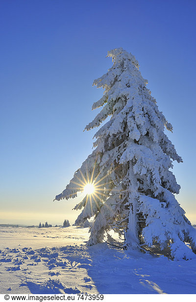 Nadelbaum  bedecken  Morgen  Baum  Bayern  Deutschland  Schnee  Sonne