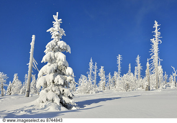 Nadelbaum  Winter  bedecken  Wald  Bayern  Deutschland  Schnee