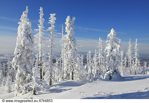 Nadelbaum  Winter  bedecken  Wald  Bayern  Deutschland  Schnee