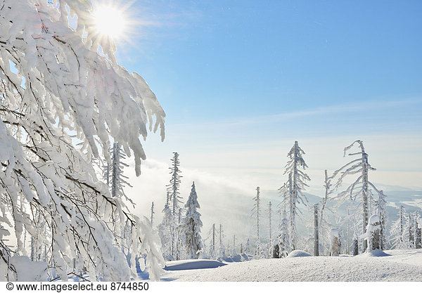 Nadelbaum  Winter  bedecken  Wald  Bayern  Deutschland  Schnee  Sonne