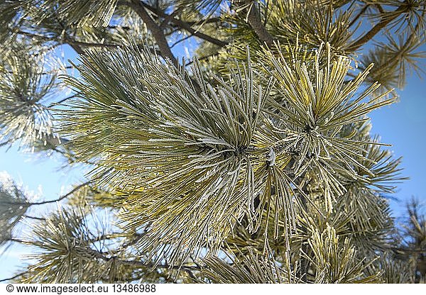 Nadeln einer Douglasie (Pseudotsuga menziesii),  bedeckt mit Raureif im Winter,  Navajo Loop Trail,  Bryce Canyon National Park,  Utah,  USA,  Nordamerika