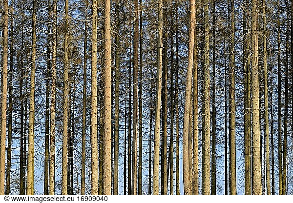 Nadelwald  abgestorbene Fichten (Picea abies) durch Borkenkäferbefall und Trockenheit  Naturpark Arnsberger Wald  Nordrhein-Westfalen  Deutschland  Europa