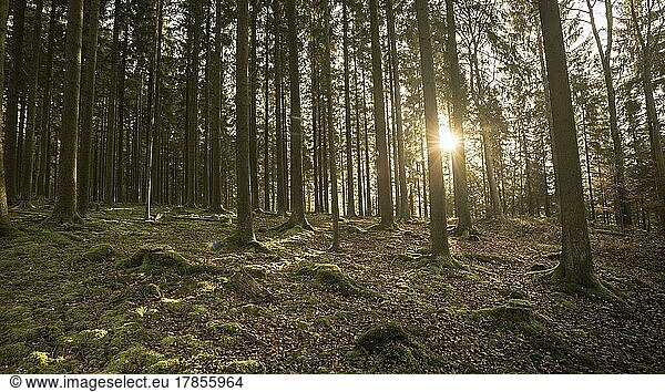 Nadelwald am Hang mit Moos  mit tiefstehender Sonne  Nördlingen  Deutschland  Europa