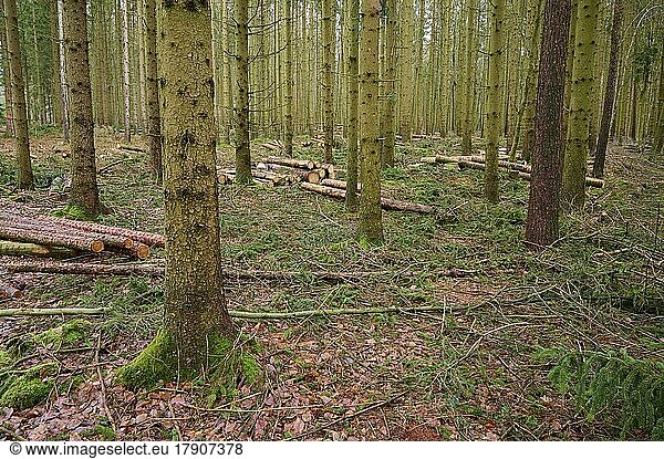 Nadelwald bei der Abholzung  Odenwald  Hessen  Deutschland  Europa