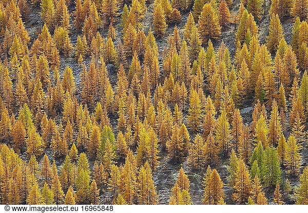 Nadelwald im Herbst  Schweiz  Europa