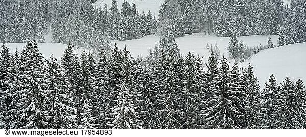 Nadelwald im Schnee  Bixen im Thale  Tirol  Österreich  Europa