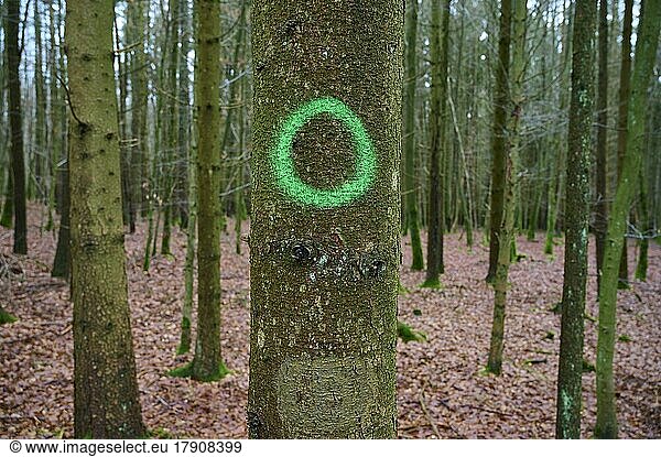 Nadelwald mit grüner Kreismarkierung  Odenwald  Hessen  Deutschland  Europa