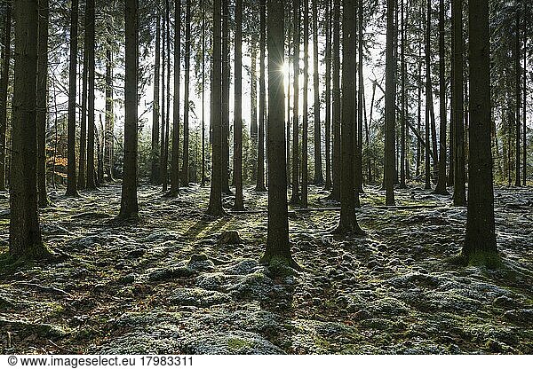 Nadelwald mit Sonne im Winter  Waldbrunn  Baden-Württemberg  Deutschland  Europa