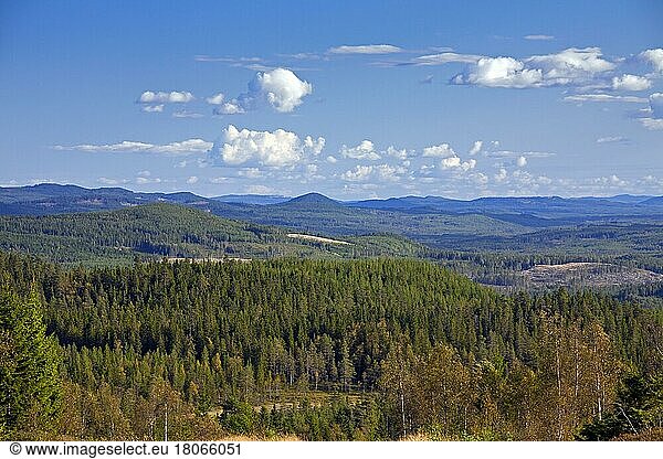 Nadelwald mit Waldkiefern (Pinus sylvestris)  Dalarna  Schweden  Europa