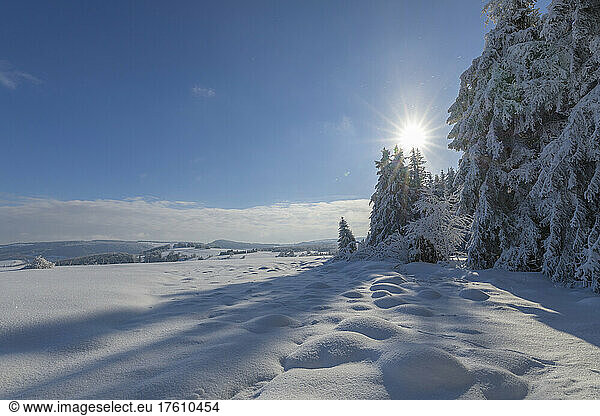 Nadelwald mit winterlichem Sonnenschein  Wasserkuppe  Rhongebirge; Gersfeld  Hessen  Deutschland