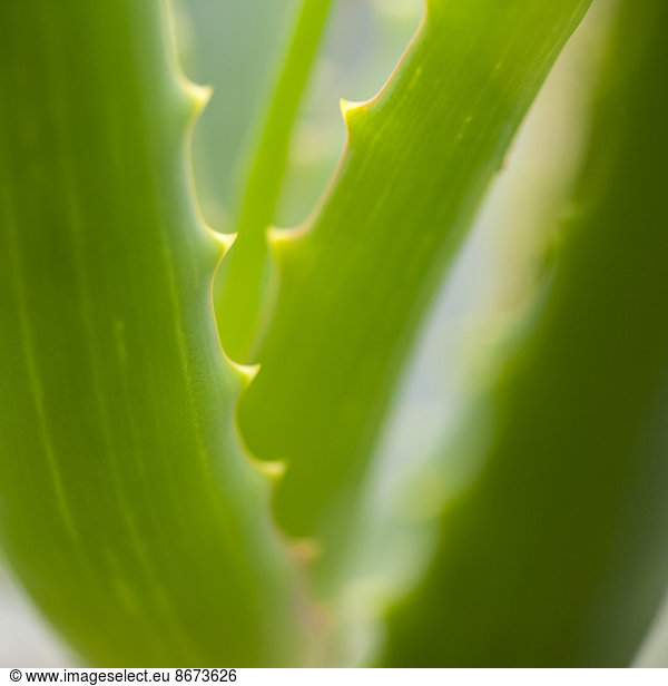 Nahaufnahme der Aloe Vera Pflanze