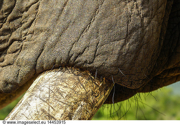 Nahaufnahme der Basis eines Elefantenrüssels  Loxodonta africana