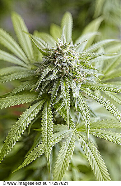 Nahaufnahme der blühenden Cannabispflanze Sunset Sherbert