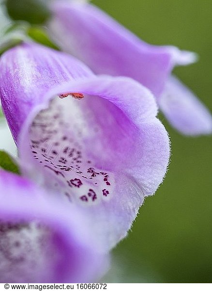Nahaufnahme der Blüte des Purpur-Fuchsschwanzes (Digitalis purpurea) im Garten.