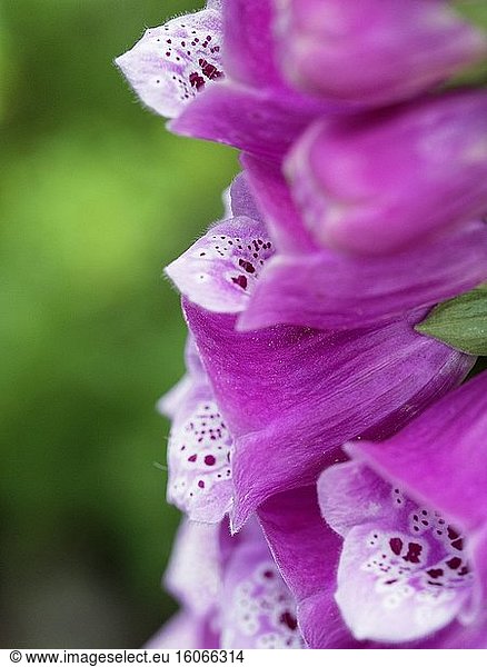 Nahaufnahme der Blüten des rosa Fingerhuts (Digitalis purpurea) im Seitenprofil.