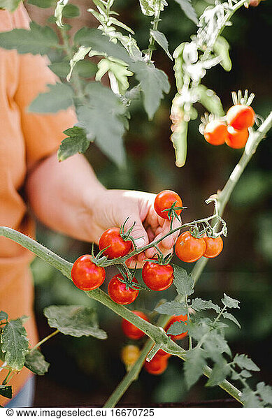 Nahaufnahme der Hände einer Frau  die Bio-Kirschtomaten hält
