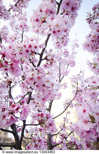 Nahaufnahme der Kirschblüte am Baum