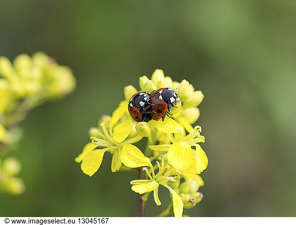 Nahaufnahme der Marienkäfer  die sich auf gelben Blüten paaren