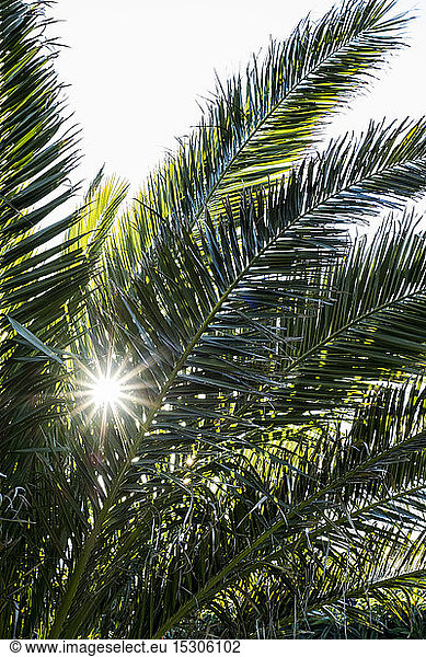 Nahaufnahme des durch die Blätter einer Palme gefilterten Sonnenlichts.