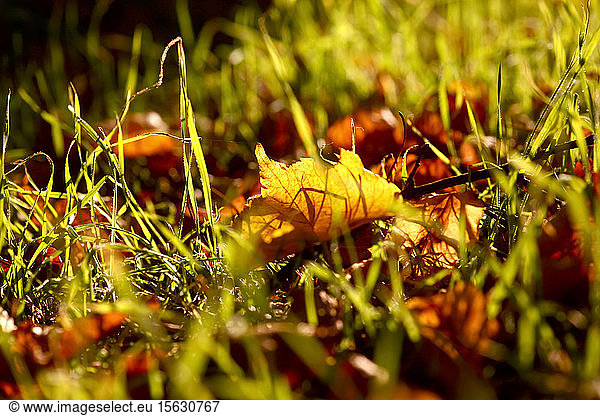Nahaufnahme des Herbstlaubs auf Grasland