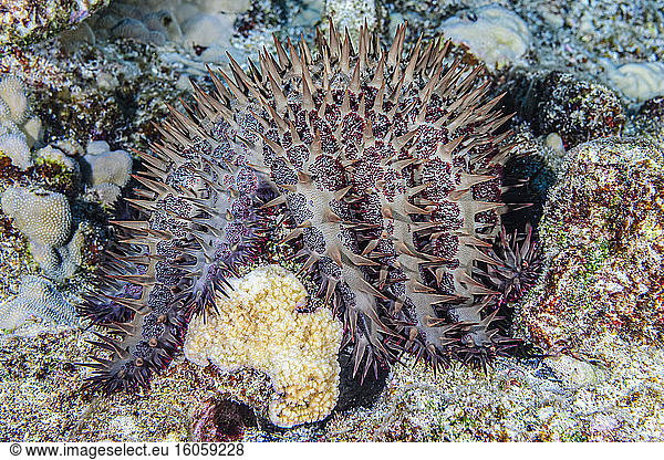 Nahaufnahme des korallenfressenden Hörnerkronen-Seesterns (Acanthaster planci)  dem ein neuer Arm wächst (links über der Reiskoralle). Dies wurde beim Tauchen an der Küste von Kona  der Großen Insel; Insel Hawaii  Hawaii  Vereinigte Staaten von Amerika  fotografiert.