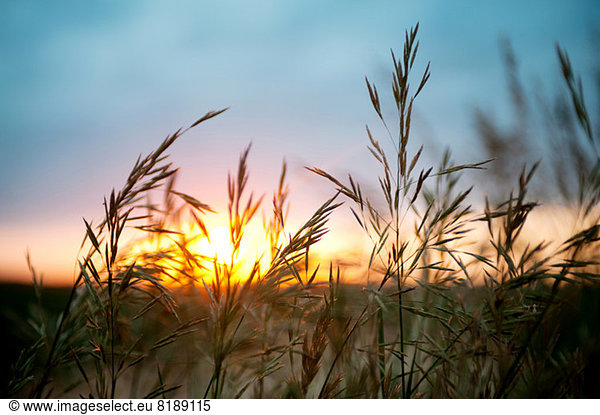 Nahaufnahme des Weizenfeldes bei Sonnenuntergang