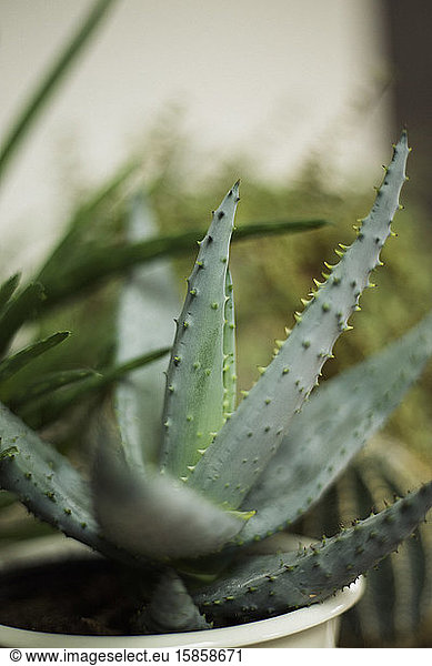 Nahaufnahme einer Aloe Vera-Pflanze in einem Topf