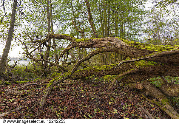 Nahaufnahme einer alten  umgestürzten Eiche im Wald im Herbst in Hessen  Deutschland