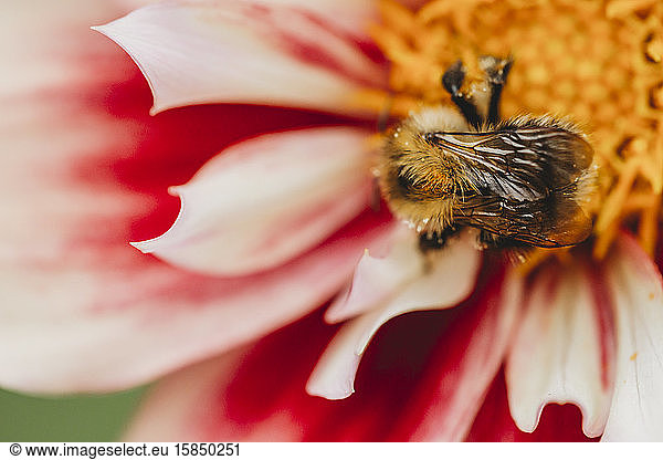 Nahaufnahme einer Biene auf rosa und weißer Dahlienblüte