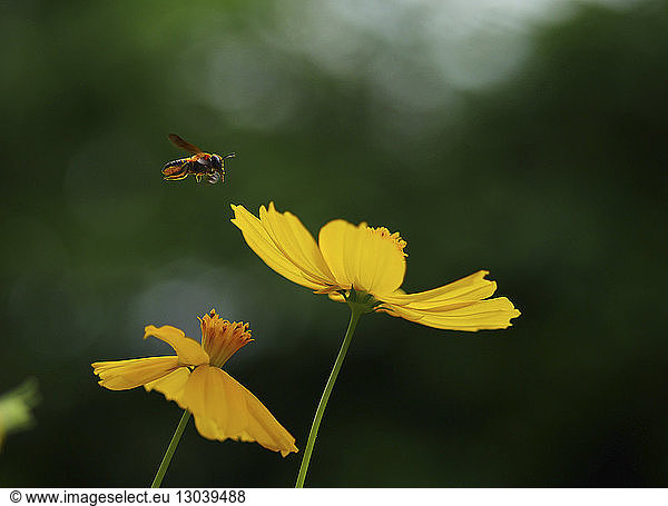 Nahaufnahme einer Biene  die von gelben Kosmosblüten summt