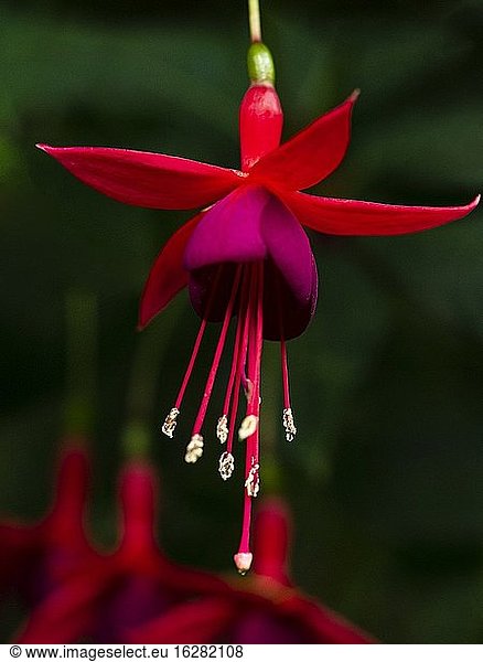 Nahaufnahme einer blühenden roten und magentafarbenen fuschiafarbenen Blüte  die an einem Blumenstrauß hängt.
