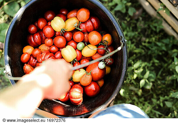 Nahaufnahme einer Frau  die Bio-Tomaten hält