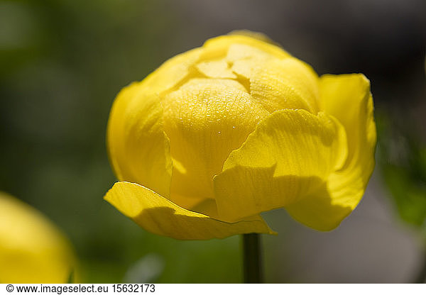 Nahaufnahme einer im Freien blühenden gelben Trollblume
