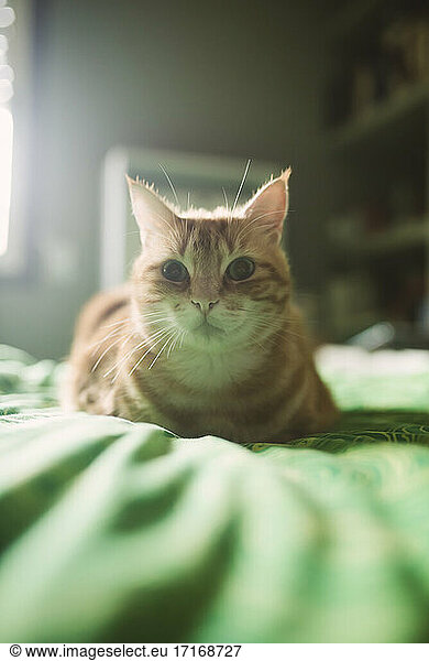 Nahaufnahme einer ingwerfarbenen Katze  die sich zu Hause auf dem Bett ausruht