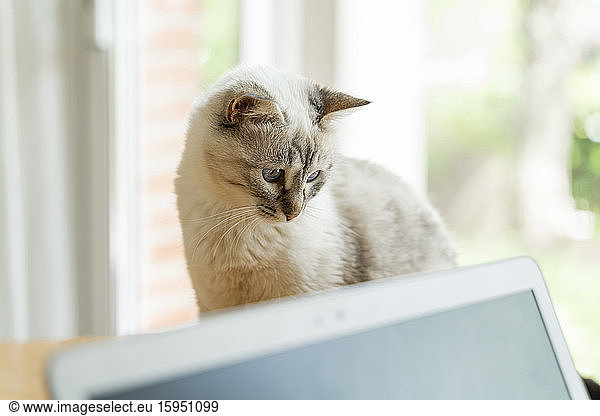 Nahaufnahme einer Katze per Laptop zu Hause