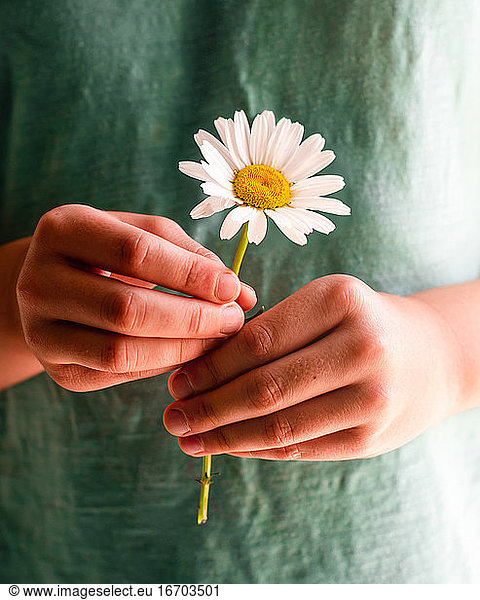 Nahaufnahme einer Kinderhand  die eine einzelne Gänseblümchenblüte hält.