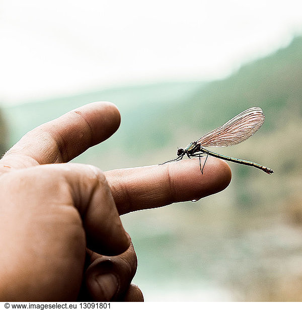 Nahaufnahme einer Libelle  die auf dem Finger eines Jungen sitzt