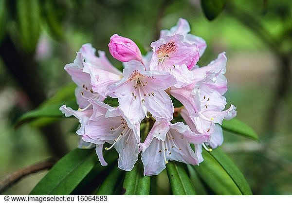 Nahaufnahme einer Rhododendron makinoi Pflanze - Makino rhododendron.