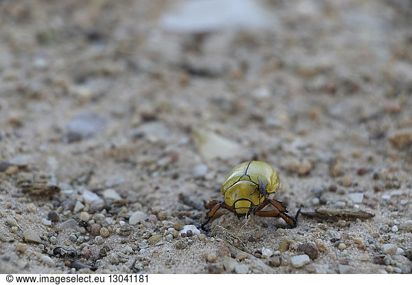 Nahaufnahme einer Stubenfliege auf einem Käfer auf dem Feld
