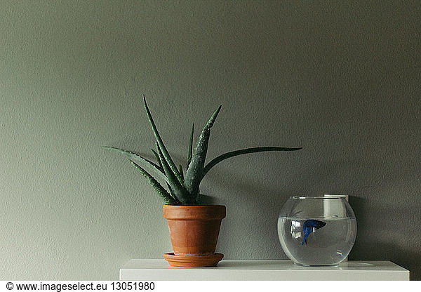 Nahaufnahme einer Topfpflanze mit Fischbecken auf dem Tisch an der Wand