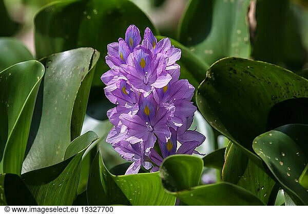 Nahaufnahme einer Wasserhyazinthe (Eichhornia)  Pantanal Brasilien