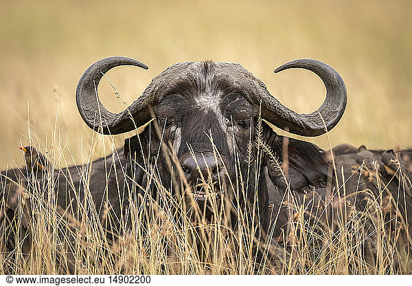 Nahaufnahme eines afrikanischen Büffels (Syncerus caffer)  Kopf im Gras  Maasai Mara National Reserve; Kenia