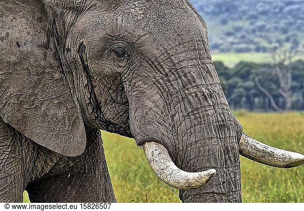 Nahaufnahme eines afrikanischen Elefanten